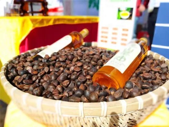 传承千年古工艺,工厂化能行吗? 且看龙川油茶现代农业产业园!